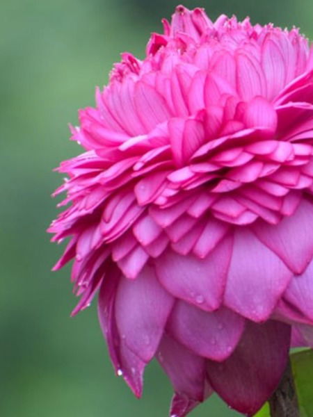 तुम्हालाही फुलवता येईल, अशी कमळबाग - Marathi News | तुम्हालाही फुलवता येईल, अशी कमळबाग | Latest Photos at Lokmat.com