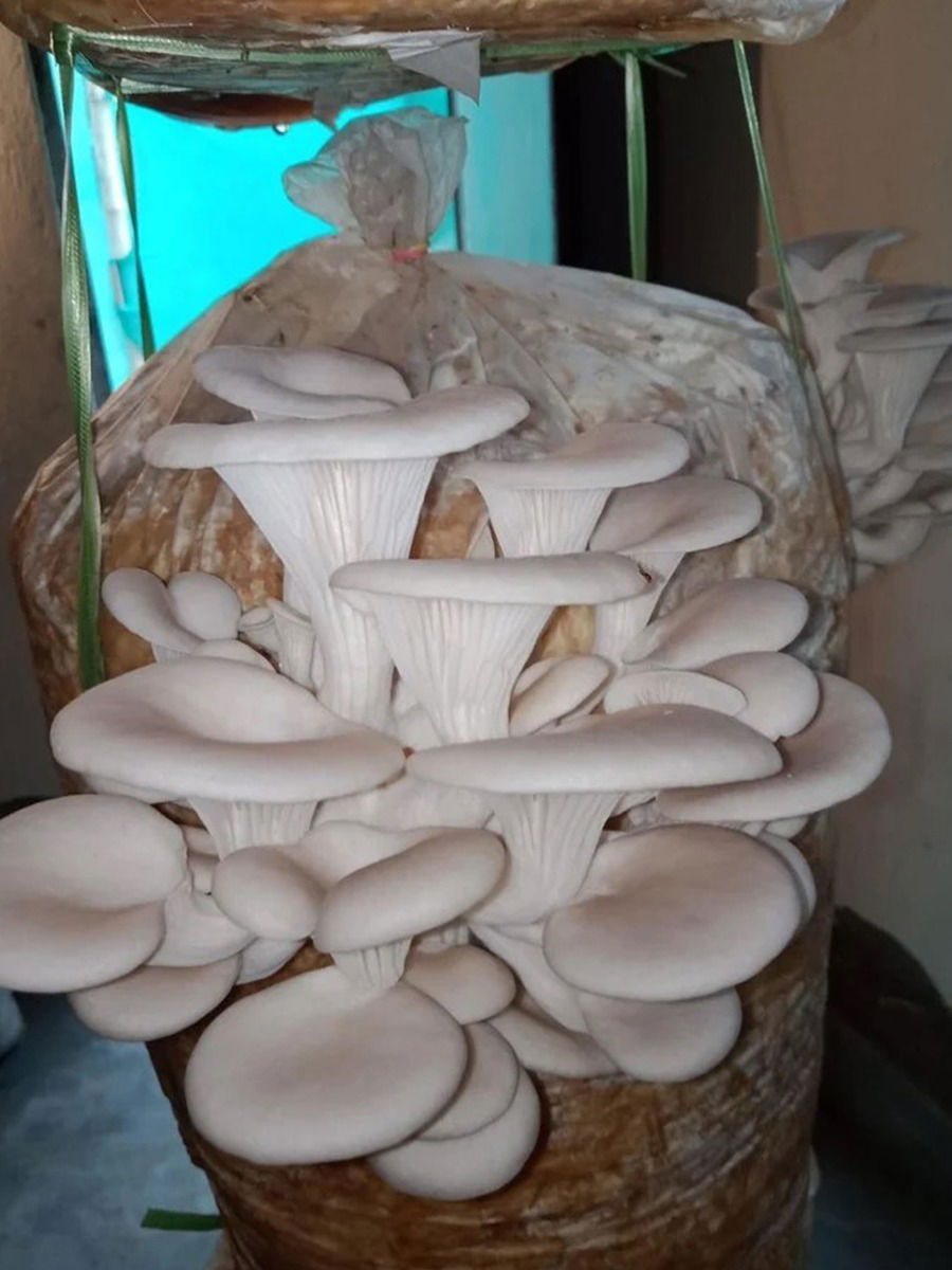 अळंबी खाण्याचे फायदे - Marathi News | अळंबी खाण्याचे फायदे | Latest Photos at Lokmat.com