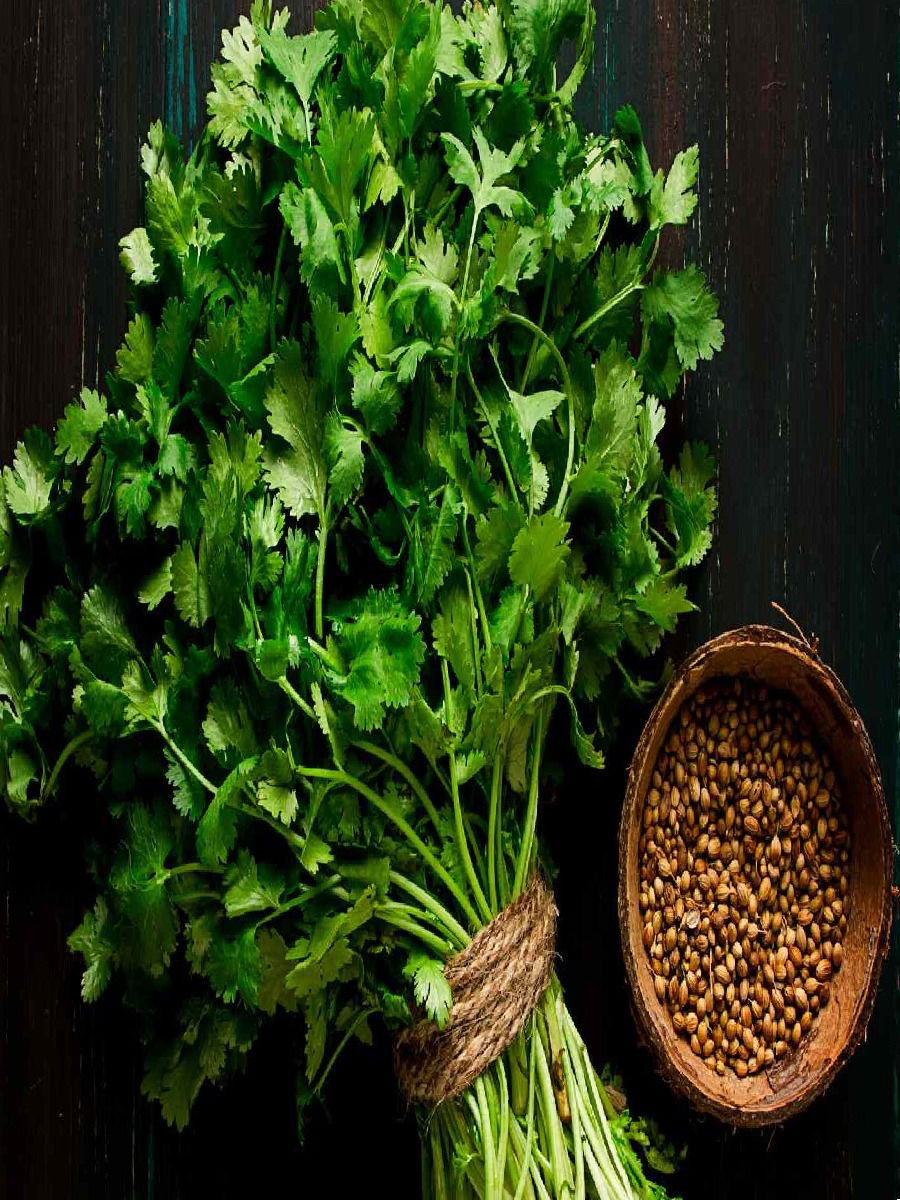 कोथिंबीर खा अन् स्कीन अ‍ॅलर्जी ठेवा दूर, जबरदस्त आहेत फायदे - Marathi News | कोथिंबीर खा अन् स्कीन अ‍ॅलर्जी ठेवा दूर, जबरदस्त आहेत फायदे | Latest Photos at Lokmat.com