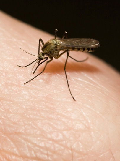 डासांपासून वाचण्यासाठी करा 'हे' १० उपाय - Marathi News | डासांपासून वाचण्यासाठी करा 'हे' १० उपाय | Latest Photos at Lokmat.com