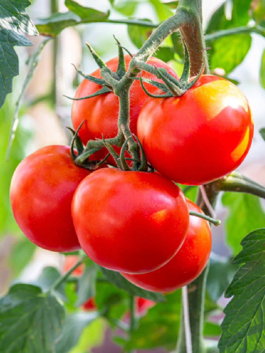 बद्धकोष्ठतेचा त्रास होतोय? मग आहारात आवर्जुन करा टोमॅटोचा समावेश - Marathi News | बद्धकोष्ठतेचा त्रास होतोय? मग आहारात आवर्जुन करा टोमॅटोचा समावेश | Latest Photos at Lokmat.com