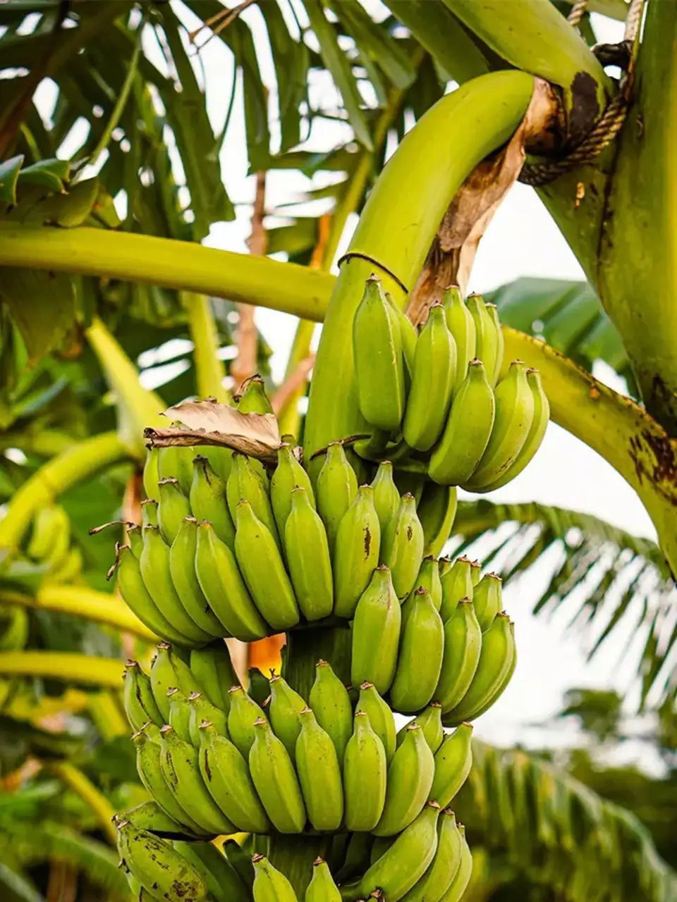 कच्ची केळी खाण्याचे 6 आश्चर्यकारक फायदे...! - Marathi News | कच्ची केळी खाण्याचे 6 आश्चर्यकारक फायदे...! | Latest Photos at Lokmat.com