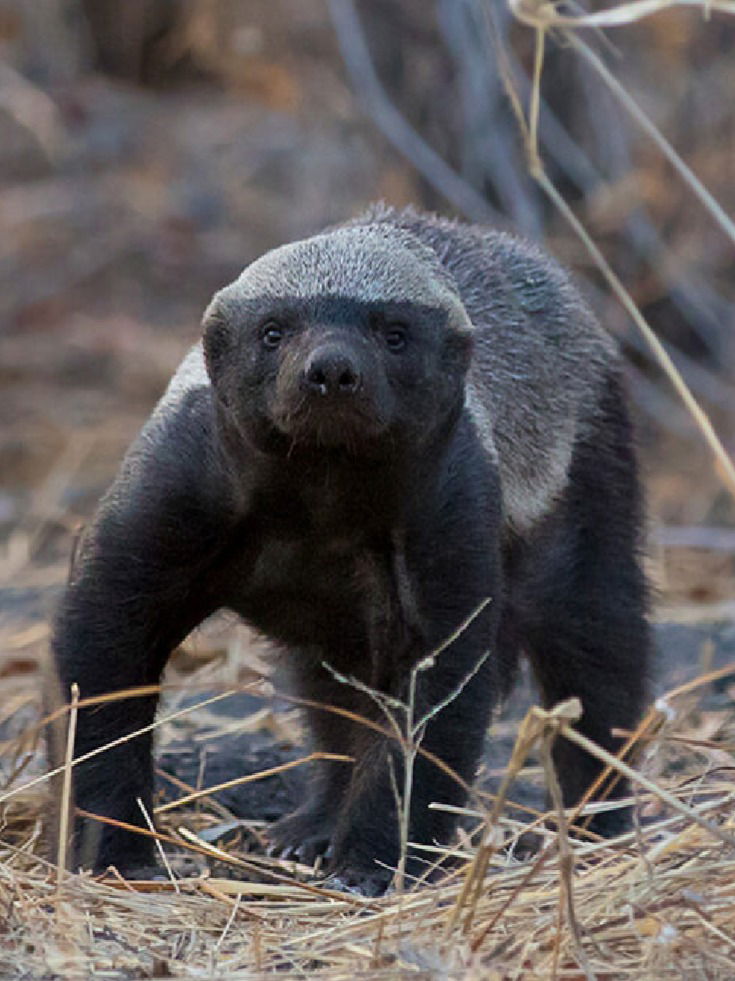 जगातील निडर प्राणी! सापाच्या विषाचाही होत नाही त्याच्यावर परिणाम - Marathi News | जगातील निडर प्राणी! सापाच्या विषाचाही होत नाही त्याच्यावर परिणाम | Latest Photos at Lokmat.com
