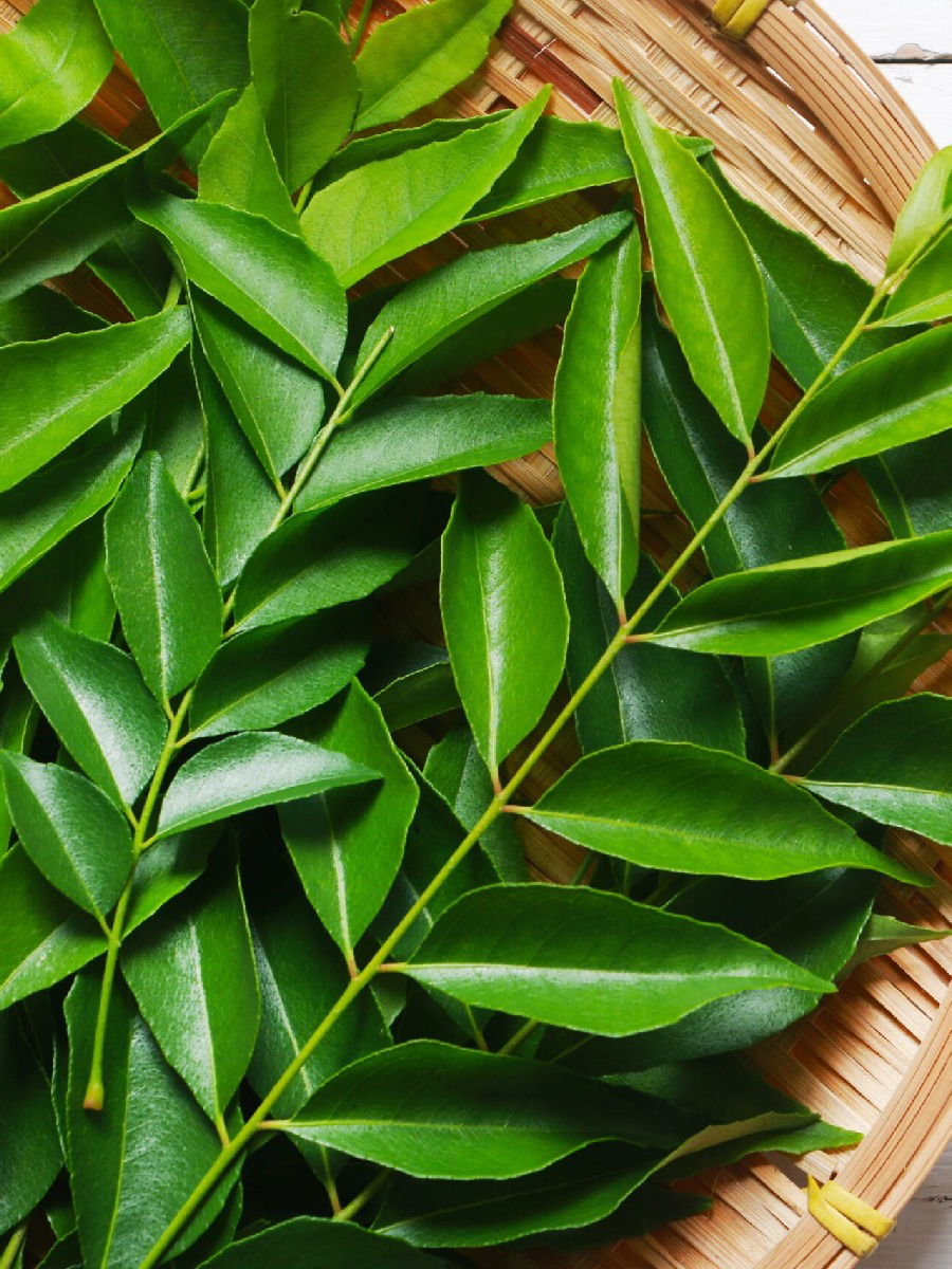 शरीरावरील सूज कमी करण्यास कढीपत्ता करेल मदत! - Marathi News | शरीरावरील सूज कमी करण्यास कढीपत्ता करेल मदत! | Latest Photos at Lokmat.com