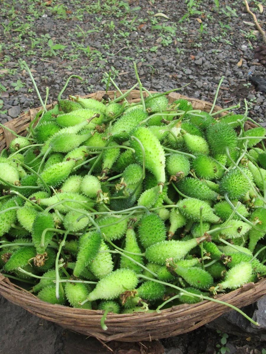 रानभाज्यांमध्ये सर्वात महागडी आणि चविष्ट असणारी 'करटोली' फळभाजी - Marathi News | रानभाज्यांमध्ये सर्वात महागडी आणि चविष्ट असणारी 'करटोली' फळभाजी | Latest Photos at Lokmat.com