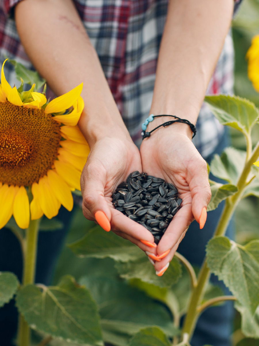 सुर्यफूलाच्या बिया खाण्याचे जबरदस्त फायदे, हार्ट अटॅकलाही कराल Bye-Bye - Marathi News | सुर्यफूलाच्या बिया खाण्याचे जबरदस्त फायदे, हार्ट अटॅकलाही कराल Bye-Bye | Latest Photos at Lokmat.com