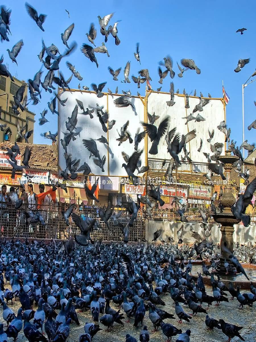 दादरचा कबूतर खाना कधीपासून सुरू झाला? - Marathi News | दादरचा कबूतर खाना कधीपासून सुरू झाला? | Latest Photos at Lokmat.com