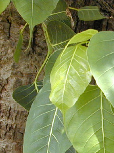 फुफ्फुसाच्या आरोग्यासाठी पिंपळाचं पान आहे गुणकारी! - Marathi News | फुफ्फुसाच्या आरोग्यासाठी पिंपळाचं पान आहे गुणकारी! | Latest Photos at Lokmat.com