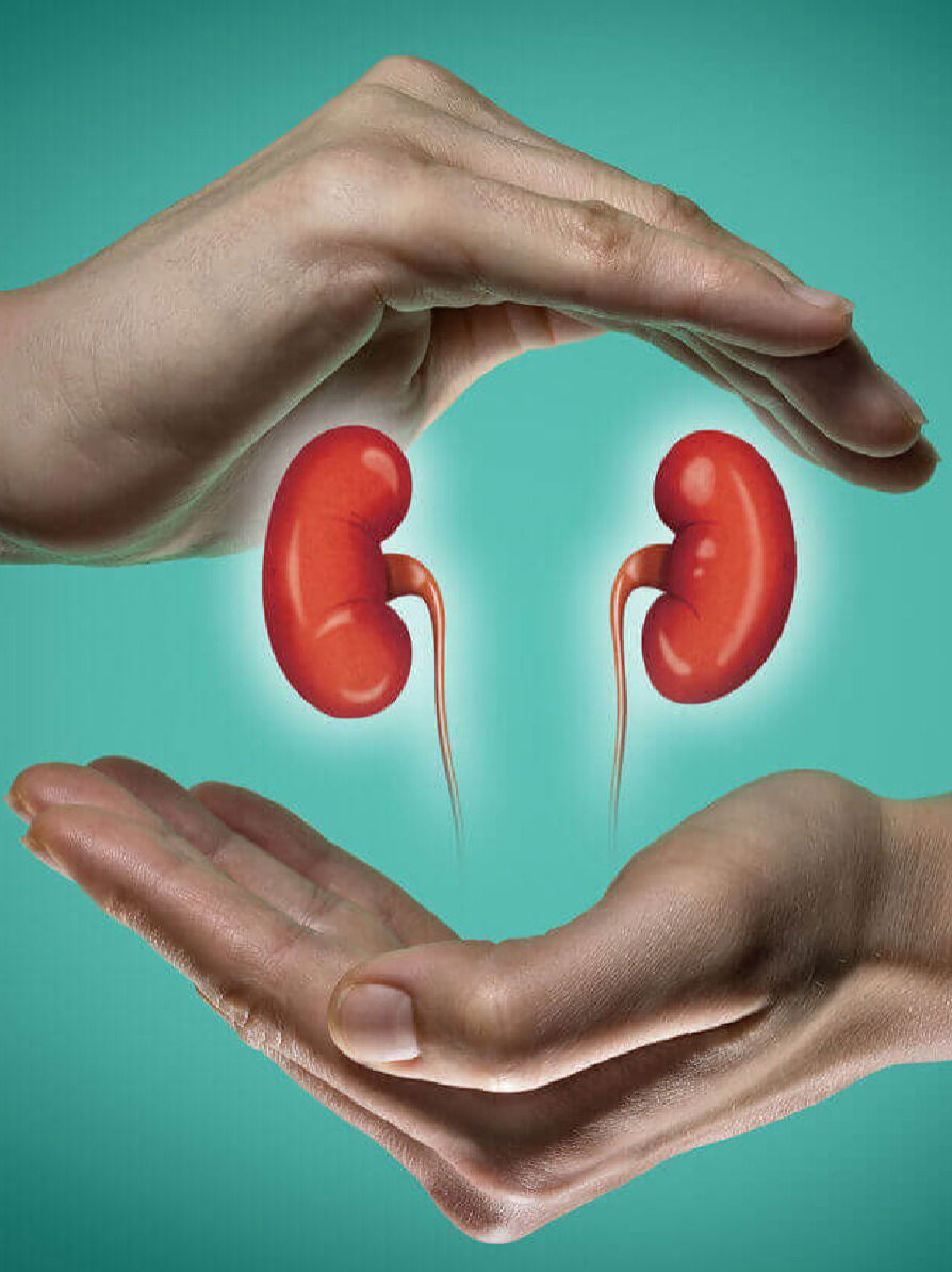 किडनी निरोगी ठेवण्यासाठी कोणते पदार्थ खावेत? - Marathi News | किडनी निरोगी ठेवण्यासाठी कोणते पदार्थ खावेत? | Latest Photos at Lokmat.com