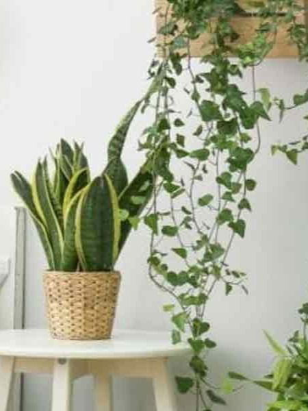 बेडरूममध्ये ठेवायलाच हवी 'ही' रोपं... - Marathi News | बेडरूममध्ये ठेवायलाच हवी 'ही' रोपं... | Latest Photos at Lokmat.com बेडरूममध्ये ठेवायलाच हवी 'ही' रोपं... - Marathi News | बेडरूममध्ये ठेवायलाच हवी 'ही' रोपं... | Latest Photos at Lokmat.com