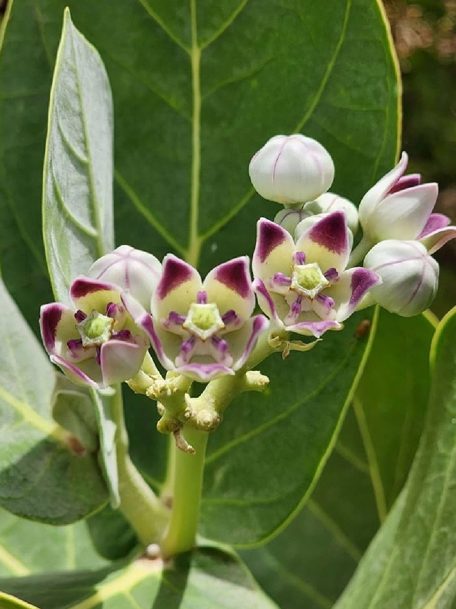 माळरानावर उगवणारं रुईचं झाड आहे गुणकारी - Marathi News | माळरानावर उगवणारं रुईचं झाड आहे गुणकारी | Latest Photos at Lokmat.com