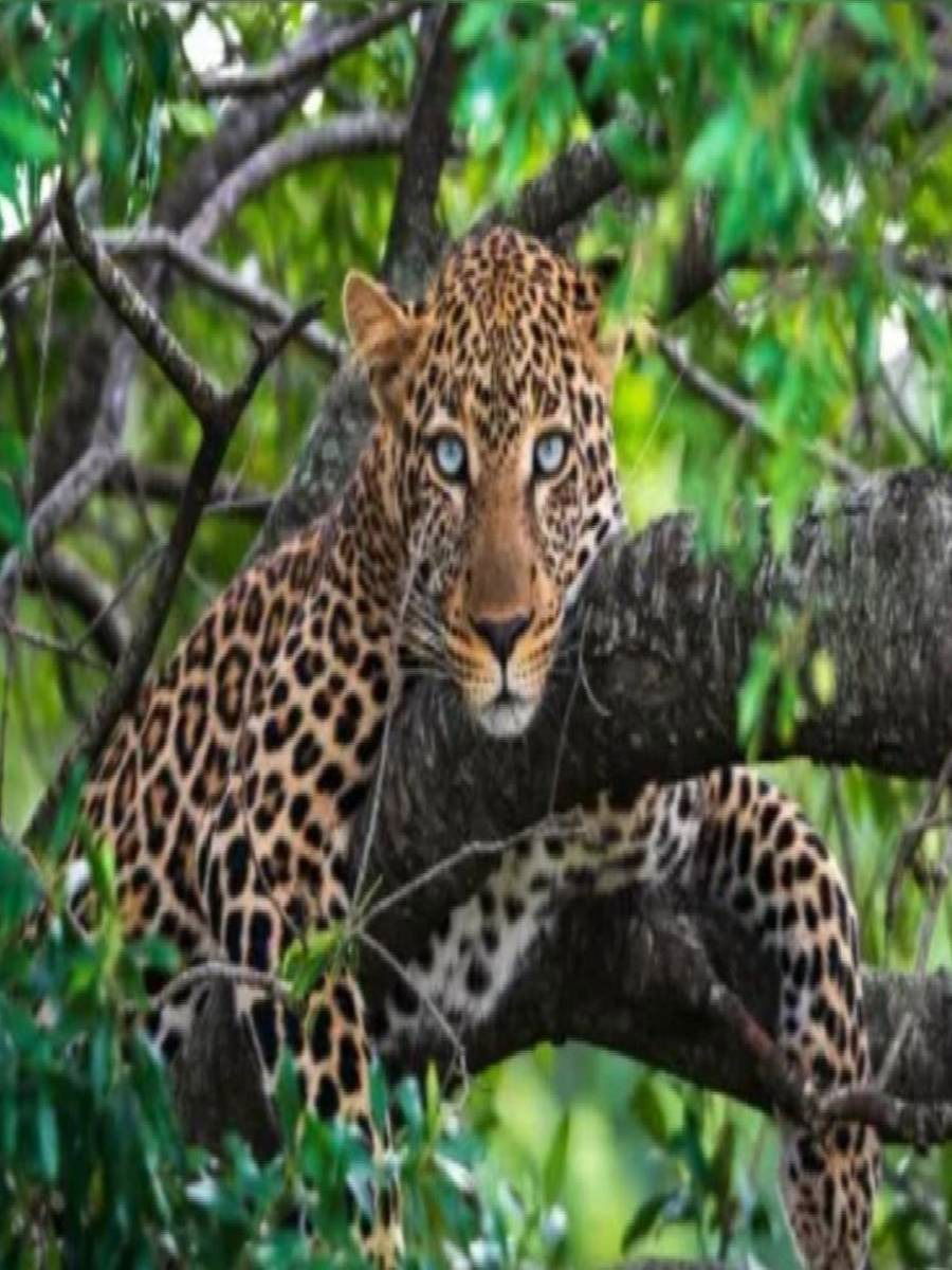 बिबट्यांची संख्या वाढण्याची कारणे काय? - Marathi News | बिबट्यांची संख्या वाढण्याची कारणे काय? | Latest Photos at Lokmat.com