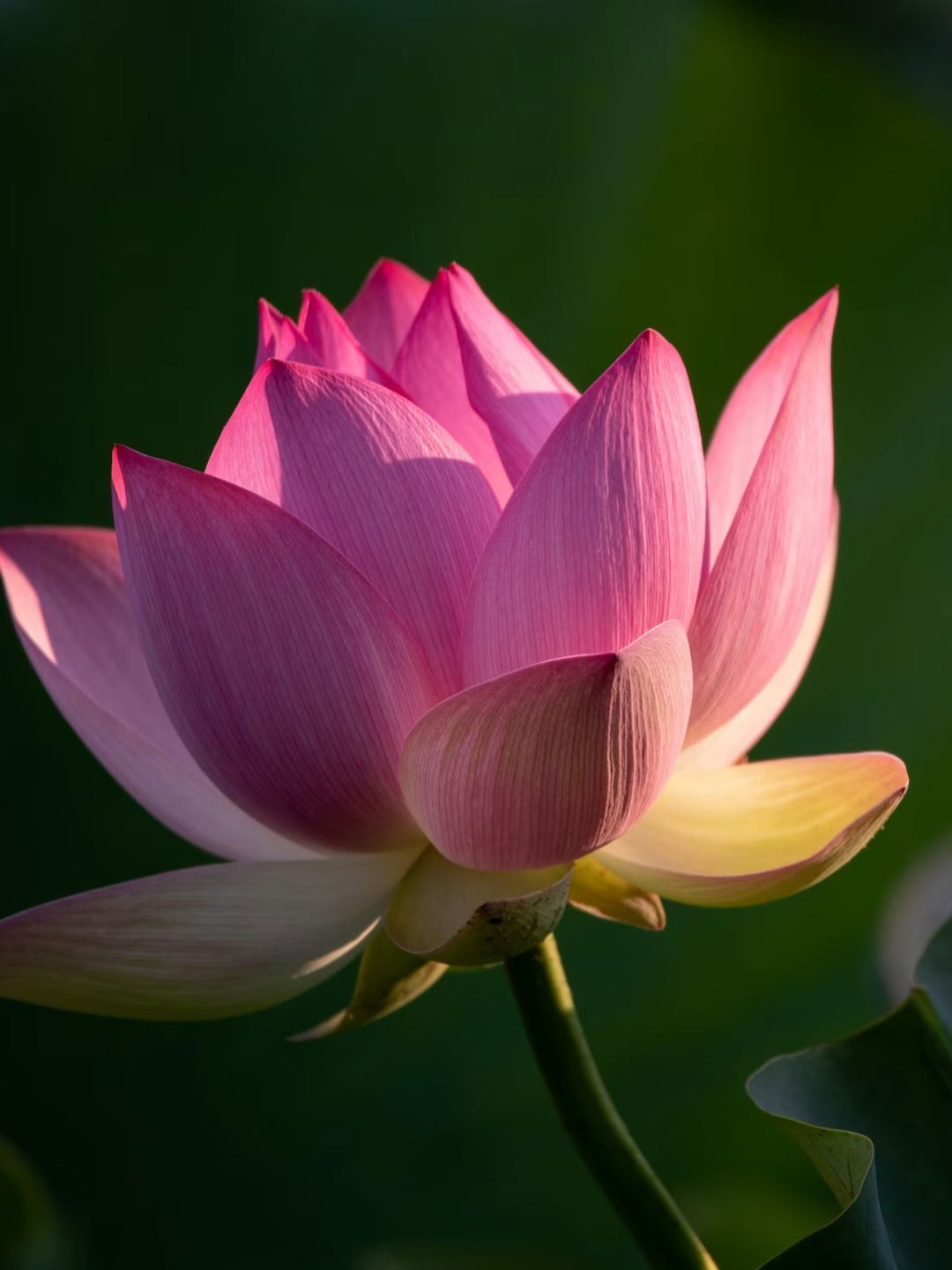 भारतच नव्हे, 'या' देशांचे राष्ट्रीय फूल आहे कमळ! - Marathi News | भारतच नव्हे, 'या' देशांचे राष्ट्रीय फूल आहे कमळ! | Latest Photos at Lokmat.com