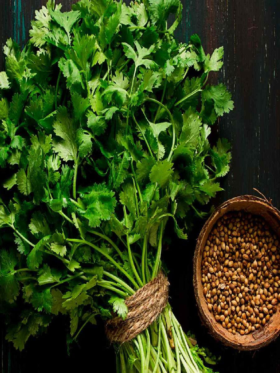 आता आठवडाभर कोथिंबीर राहील ताजीतवानी, फॉलो करा 'या' टिप्स - Marathi News | आता आठवडाभर कोथिंबीर राहील ताजीतवानी, फॉलो करा 'या' टिप्स | Latest Photos at Lokmat.com