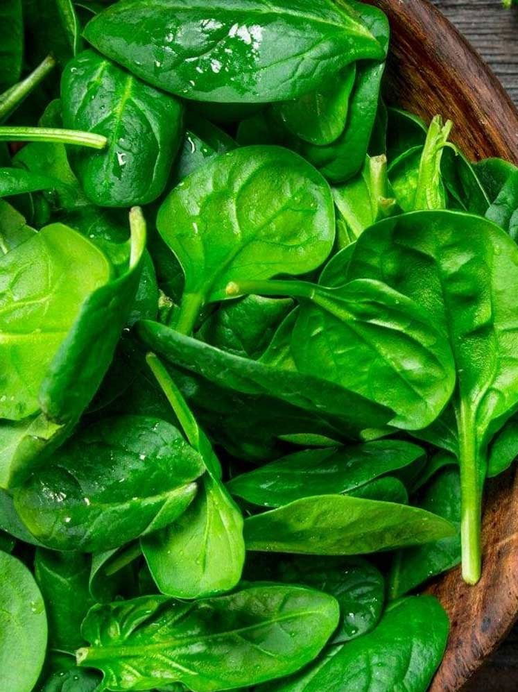 लांब दाट केसांसाठी रोज प्या हे ग्रीन ड्रिंक - Marathi News | लांब दाट केसांसाठी रोज प्या हे ग्रीन ड्रिंक | Latest Photos at Lokmat.com लांब दाट केसांसाठी रोज प्या हे ग्रीन ड्रिंक - Marathi News | लांब दाट केसांसाठी रोज प्या हे ग्रीन ड्रिंक | Latest Photos at Lokmat.com