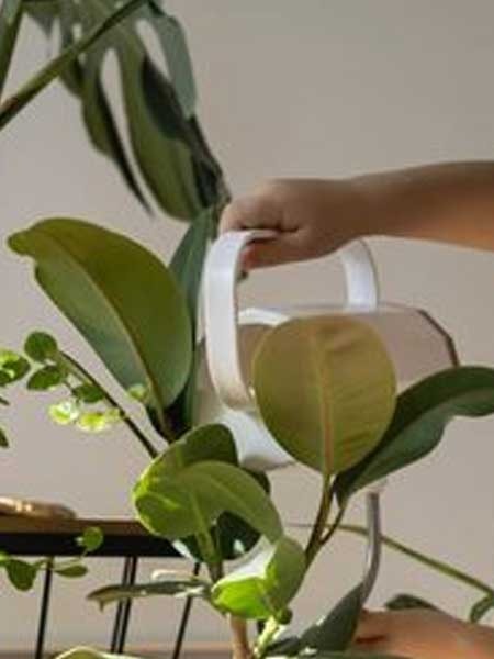 फुफ्फुसांना निरोगी ठेवणारी 'ही' रोपं तुमच्या घरात असावीच... - Marathi News | फुफ्फुसांना निरोगी ठेवणारी 'ही' रोपं तुमच्या घरात असावीच... | Latest Photos at Lokmat.com फुफ्फुसांना निरोगी ठेवणारी 'ही' रोपं तुमच्या घरात असावीच... - Marathi News | फुफ्फुसांना निरोगी ठेवणारी 'ही' रोपं तुमच्या घरात असावीच... | Latest Photos at Lokmat.com