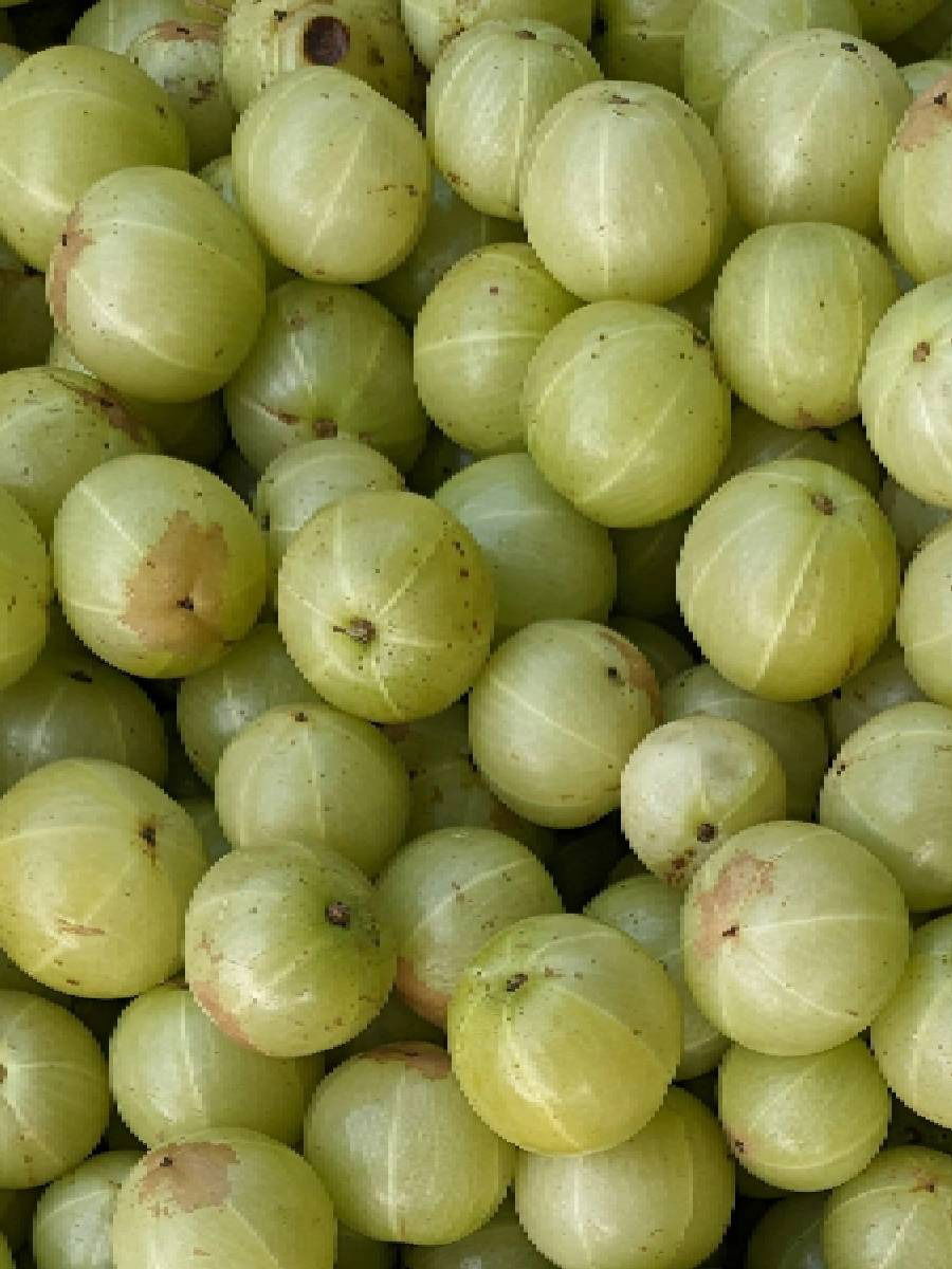 सकाळी उठल्याबरोबर २ आवळे खाण्याचे आश्चर्यकारक फायदे - Marathi News | सकाळी उठल्याबरोबर २ आवळे खाण्याचे आश्चर्यकारक फायदे | Latest Photos at Lokmat.com