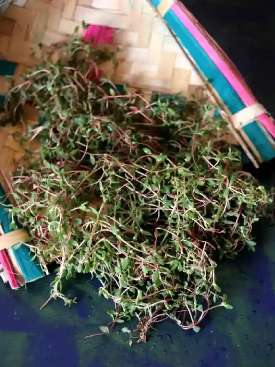 'या' रानभाजीमुळे दूर होतील पचनक्रियेच्या समस्या - Marathi News | 'या' रानभाजीमुळे दूर होतील पचनक्रियेच्या समस्या | Latest Photos at Lokmat.com