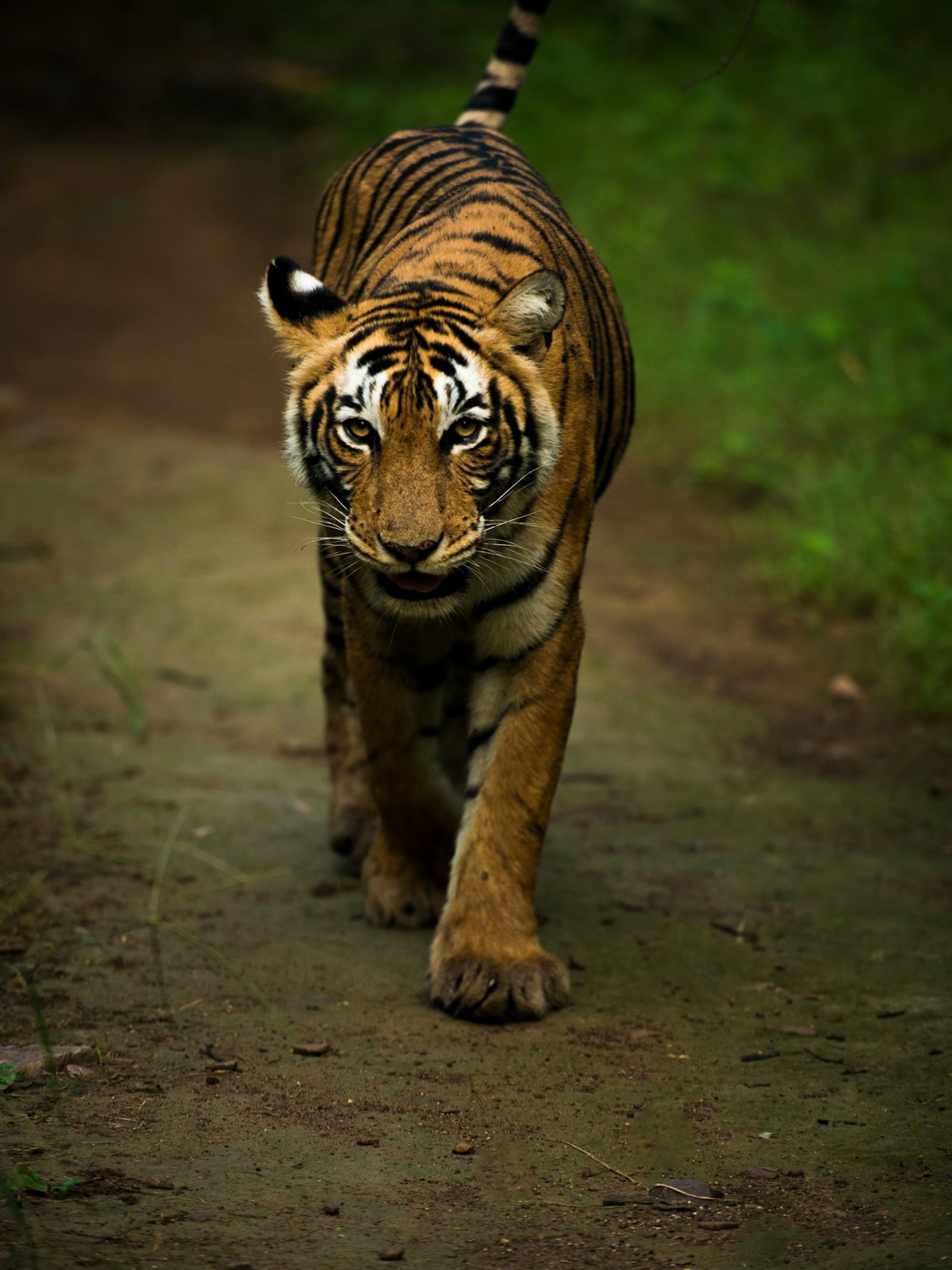 वाघ एका तासात किती किलोमीटर धावू शकतो? - Marathi News | वाघ एका तासात किती किलोमीटर धावू शकतो? | Latest Photos at Lokmat.com