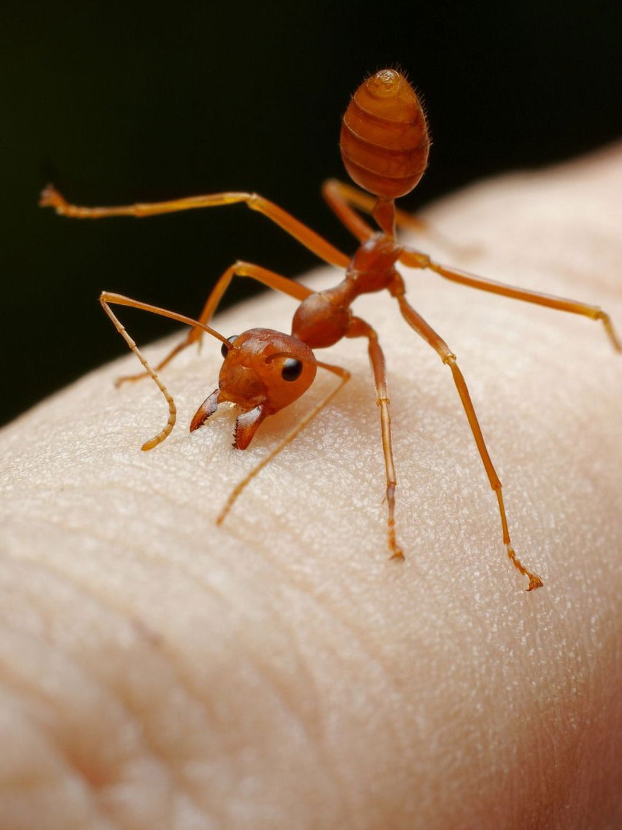 लाल मुंग्यांनी त्रस्त झालात? ट्राय करा हा उपाय - Marathi News | लाल मुंग्यांनी त्रस्त झालात? ट्राय करा हा उपाय | Latest Photos at Lokmat.com