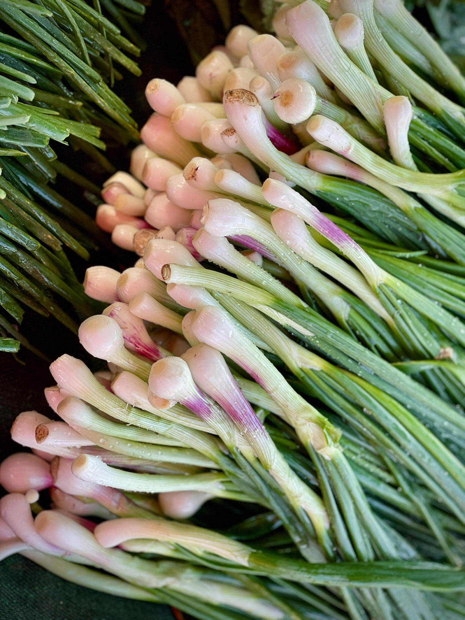 फायदे ऐकाल तर आवर्जून खाल कांद्याची पात! - Marathi News | फायदे ऐकाल तर आवर्जून खाल कांद्याची पात! | Latest Photos at Lokmat.com