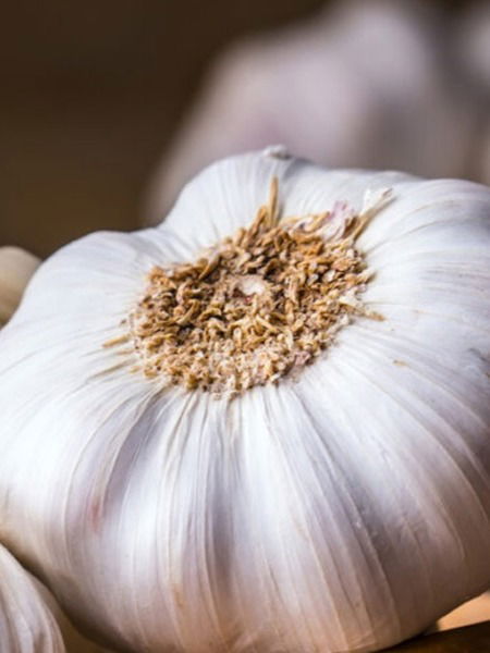 एवढासा लसूण असतो खूपच गुणकारी! बघा ७ जबरदस्त फायदे - Marathi News | एवढासा लसूण असतो खूपच गुणकारी! बघा ७ जबरदस्त फायदे | Latest Photos at Lokmat.com एवढासा लसूण असतो खूपच गुणकारी! बघा ७ जबरदस्त फायदे - Marathi News | एवढासा लसूण असतो खूपच गुणकारी! बघा ७ जबरदस्त फायदे | Latest Photos at Lokmat.com