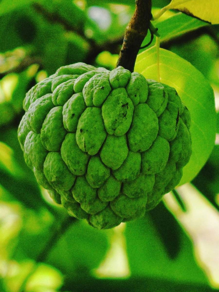 सीताफळ खाण्याचे फायदे; जाणून घ्या - Marathi News | सीताफळ खाण्याचे फायदे; जाणून घ्या | Latest Photos at Lokmat.com