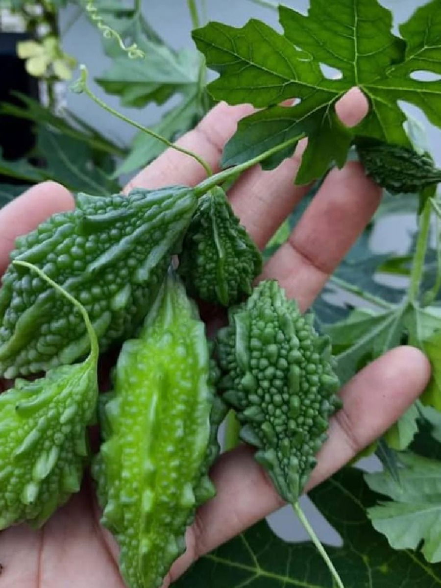 कारलं खा अन् घटवा शरीरातील अतिरिक्त चरबी! - Marathi News | कारलं खा अन् घटवा शरीरातील अतिरिक्त चरबी! | Latest Photos at Lokmat.com