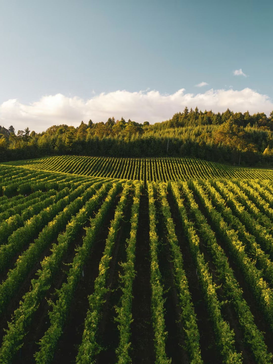 आश्चर्यच! 'या' देशात शेत जमीनच नाही! - Marathi News | आश्चर्यच! 'या' देशात शेत जमीनच नाही! | Latest Photos at Lokmat.com