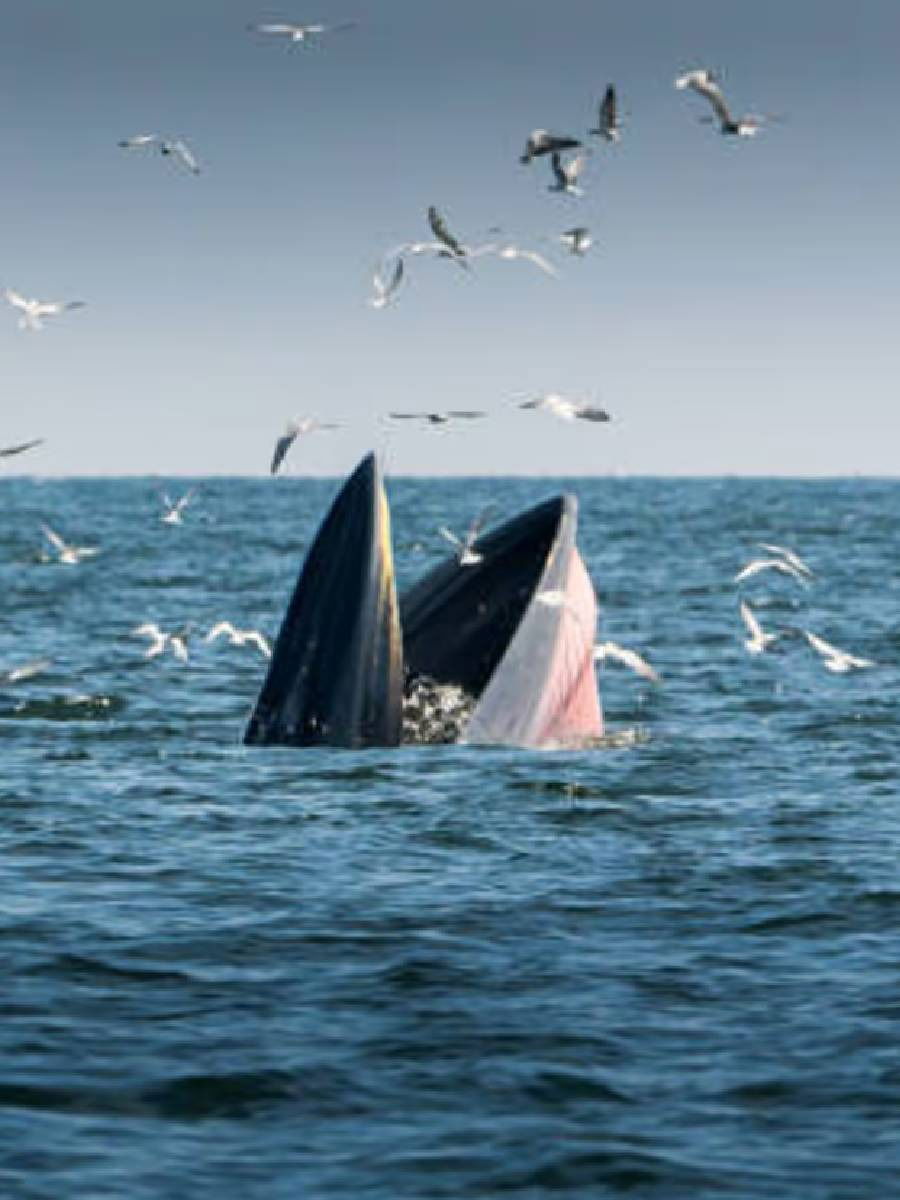 व्हेल मासा किती मोठा असतो? - Marathi News | व्हेल मासा किती मोठा असतो? | Latest Photos at Lokmat.com