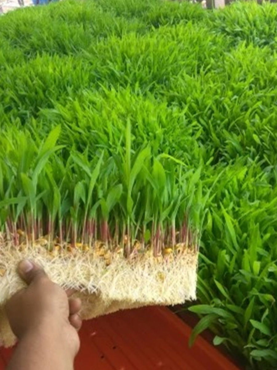 Hydroponic Fodder – चाऱ्याची टंचाई संपवणारे तंत्रज्ञान - Marathi News | Hydroponic Fodder – चाऱ्याची टंचाई संपवणारे तंत्रज्ञान | Latest Photos at Lokmat.com