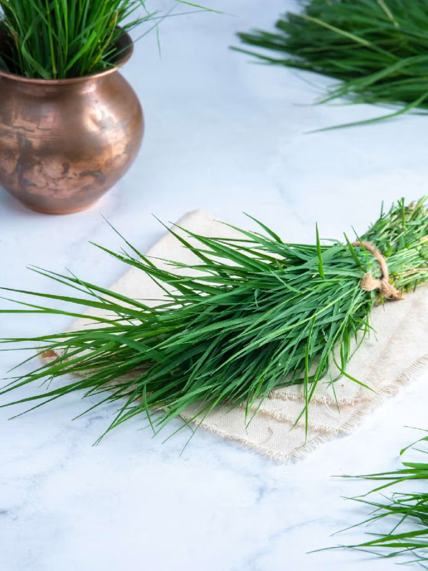 बाप्पाला आवडणाऱ्या दुर्वा आहेत गुणकारी, त्वचाविकार होतील दूर - Marathi News | बाप्पाला आवडणाऱ्या दुर्वा आहेत गुणकारी, त्वचाविकार होतील दूर | Latest Photos at Lokmat.com