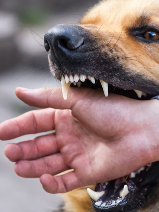 रेबिजची लागण कशी होते? - Marathi News | रेबिजची लागण कशी होते? | Latest Photos at Lokmat.com