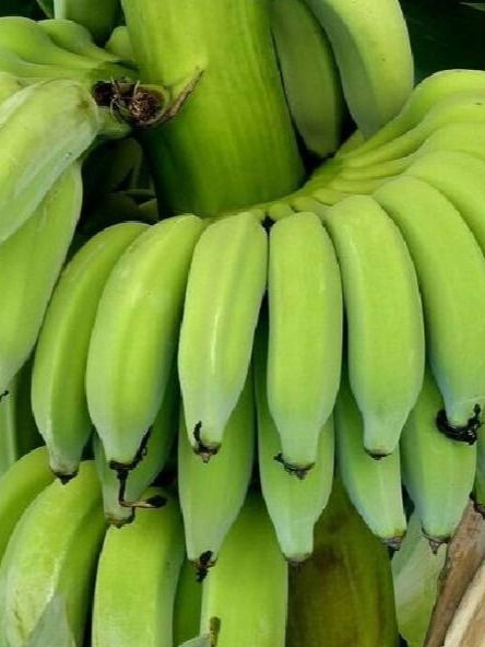 कच्च्या केळ्याचे १० फायदे, शरीरास उपयुक्त - Marathi News | कच्च्या केळ्याचे १० फायदे, शरीरास उपयुक्त | Latest Photos at Lokmat.com