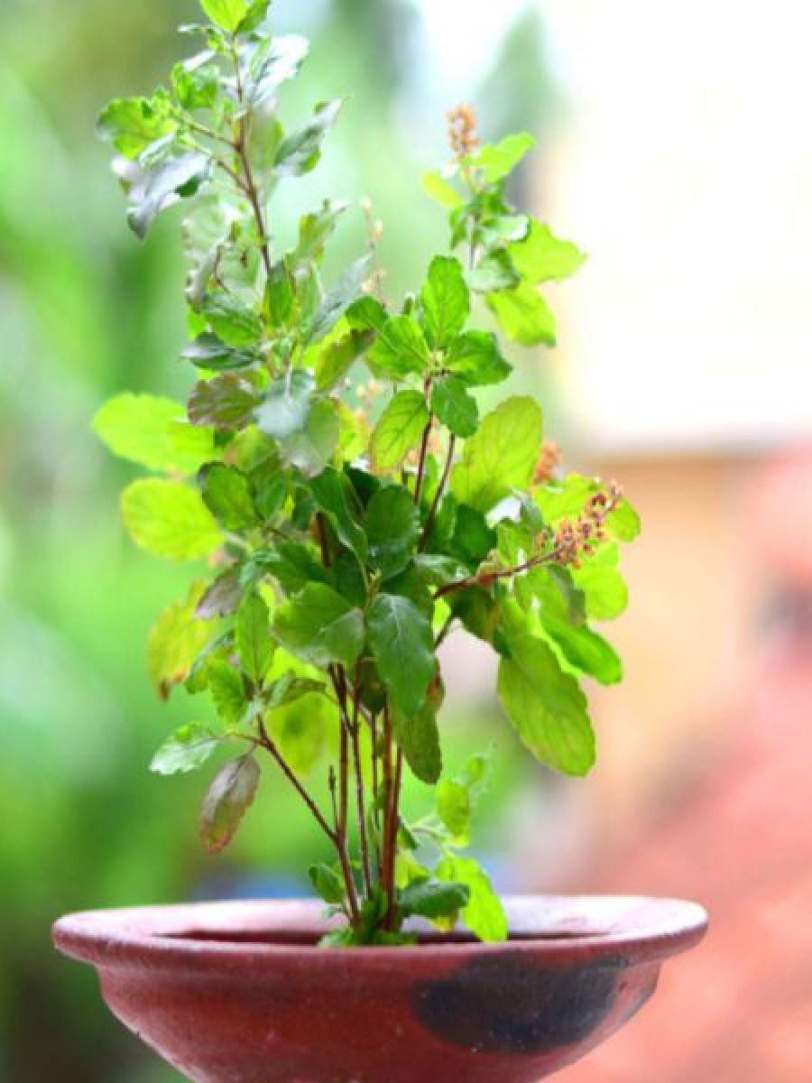 बहुगुणी तुळस! अनेक आजार दूर करणारी संजीवनी - Marathi News | बहुगुणी तुळस! अनेक आजार दूर करणारी संजीवनी | Latest Photos at Lokmat.com