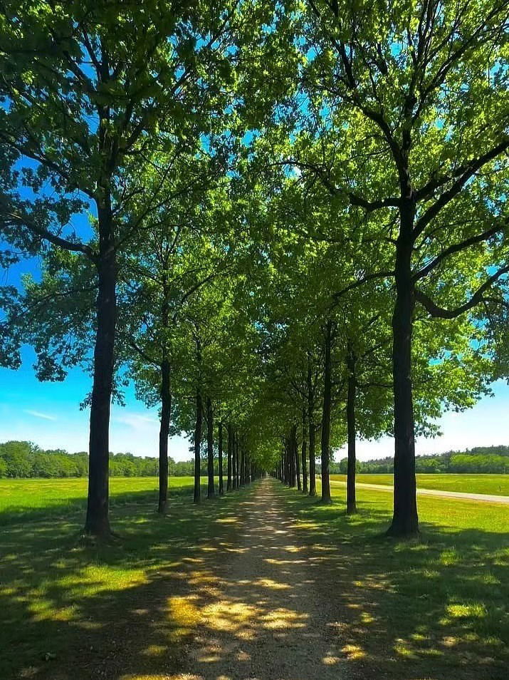 सर्वाधिक ऑक्सिजन देणारी झाडे कोणती? पाहा - Marathi News | सर्वाधिक ऑक्सिजन देणारी झाडे कोणती? पाहा | Latest Photos at Lokmat.com