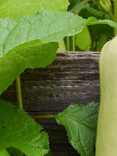 मनाची अस्थिरता दूर करण्यासाठी खा दुधी भोपळा! - Marathi News | मनाची अस्थिरता दूर करण्यासाठी खा दुधी भोपळा! | Latest Photos at Lokmat.com