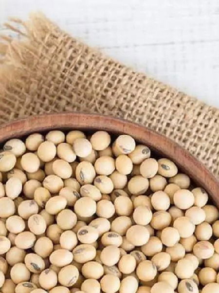 सोयाबीनमुळे दूर होईल कॅल्शिअमची कमतरता, जाणून घ्या फायदे - Marathi News | सोयाबीनमुळे दूर होईल कॅल्शिअमची कमतरता, जाणून घ्या फायदे | Latest Photos at Lokmat.com
