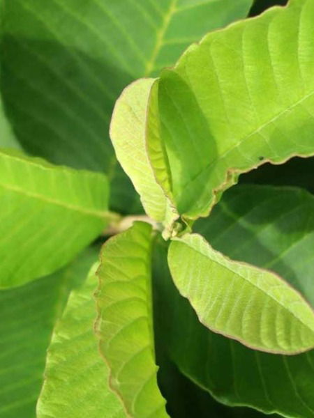 पेरूपेक्षा लाखमोलाची आहेत पेरूची पानं, वाचा ते खाण्याचे फायदे - Marathi News | पेरूपेक्षा लाखमोलाची आहेत पेरूची पानं, वाचा ते खाण्याचे फायदे | Latest Photos at Lokmat.com