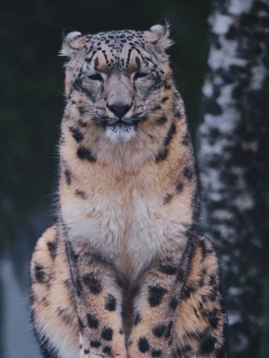 हिम बिबट्याबद्दल १० आश्चर्यकारक गोष्टी; जाणून घ्या - Marathi News | हिम बिबट्याबद्दल १० आश्चर्यकारक गोष्टी; जाणून घ्या | Latest Photos at Lokmat.com