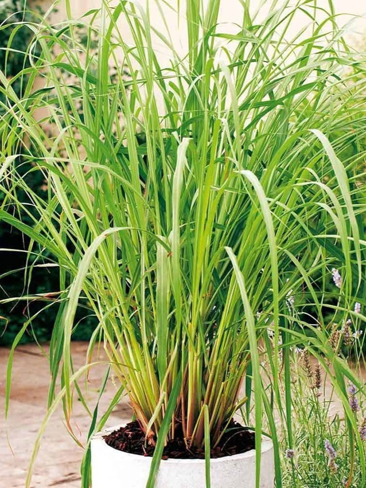 डास अन् किड्यांना घालवण्यासाठी घराभोवती असाव्यात या वनस्पती - Marathi News | डास अन् किड्यांना घालवण्यासाठी घराभोवती असाव्यात या वनस्पती | Latest Photos at Lokmat.com