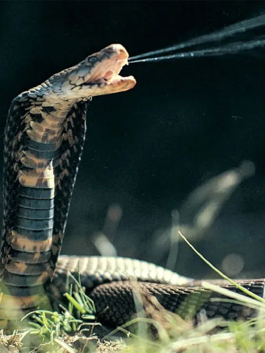 सापाचं विष कोणत्या रंगाचं असतं? - Marathi News | सापाचं विष कोणत्या रंगाचं असतं? | Latest Photos at Lokmat.com