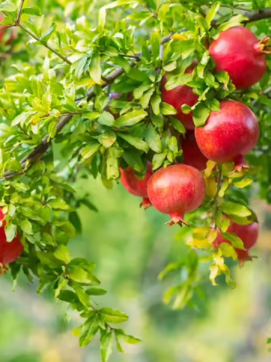 डाळिंबाइतकीच त्याची पानेही आहेत गुणकारी! - Marathi News | डाळिंबाइतकीच त्याची पानेही आहेत गुणकारी! | Latest Photos at Lokmat.com