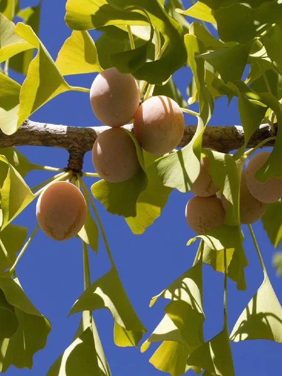 ही झाडे ६-८ महिन्यांत फळ देतात; तुमच्या घरातही लावू शकता - Marathi News | ही झाडे ६-८ महिन्यांत फळ देतात; तुमच्या घरातही लावू शकता | Latest Photos at Lokmat.com