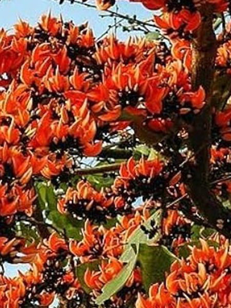 पळसाचे आरोग्यदायी रहस्य!