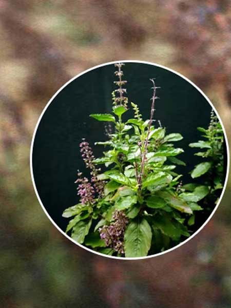 सुकलेली तुळस पुन्हा हिरवीगार करण्यासाठी टिप्स - Marathi News | सुकलेली तुळस पुन्हा हिरवीगार करण्यासाठी टिप्स | Latest Photos at Lokmat.com