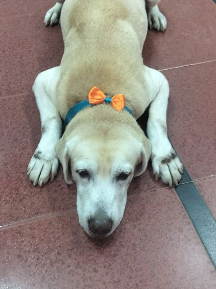 मुंबईचा 'शेरा' गेला; १० वर्षे केली लोकांची सेवा - Marathi News | मुंबईचा 'शेरा' गेला; १० वर्षे केली लोकांची सेवा | Latest Photos at Lokmat.com