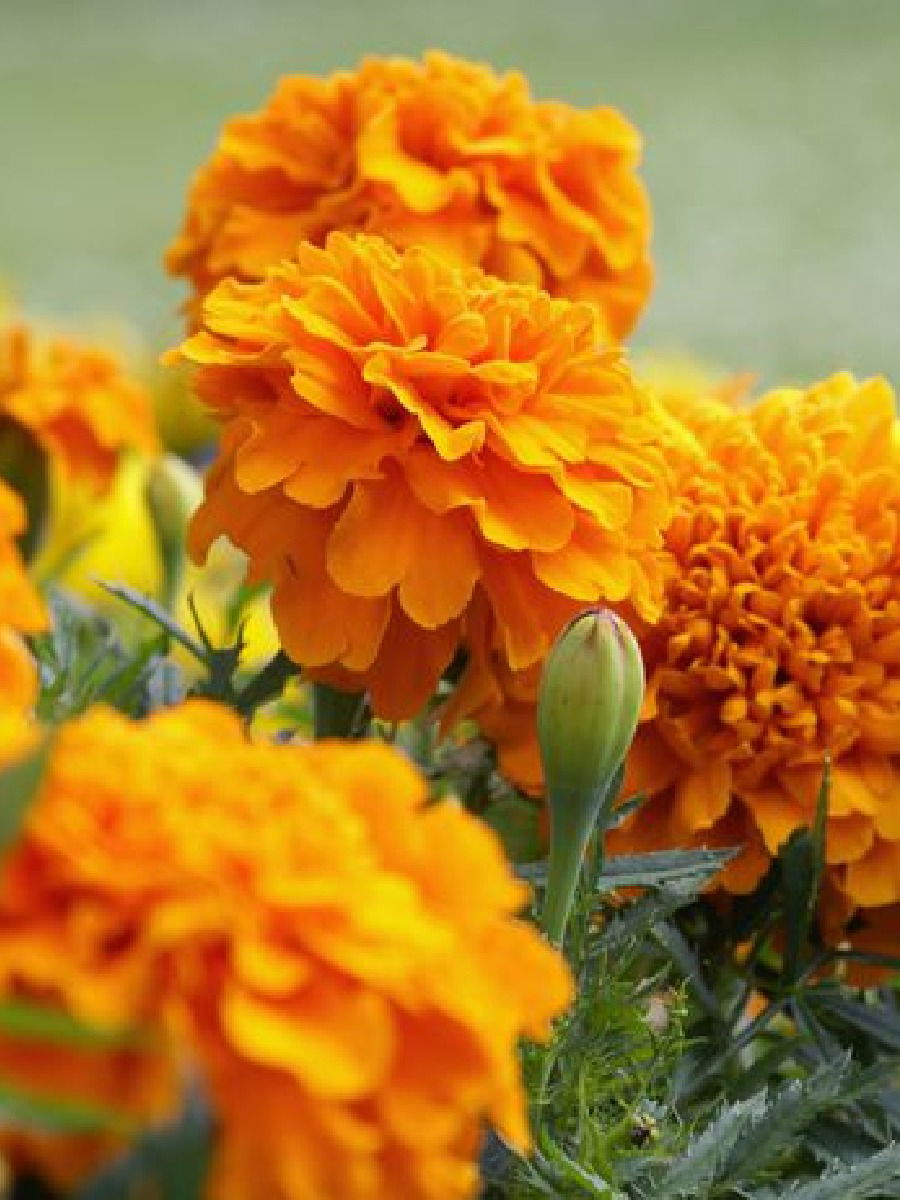 झेंडूचं फूल आहे गुणकारी, अनेक समस्या होतील दूर - Marathi News | झेंडूचं फूल आहे गुणकारी, अनेक समस्या होतील दूर | Latest Photos at Lokmat.com