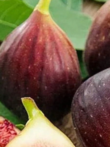 रोज एक अंजीर खा, पाहा तुमच्या चेहऱ्यावरचं तेज - Marathi News | रोज एक अंजीर खा, पाहा तुमच्या चेहऱ्यावरचं तेज | Latest Photos at Lokmat.com