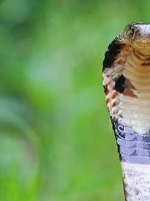 या जीवांवर कोब्राच्या विषाचाही काही परिणाम होत नाही! - Marathi News | या जीवांवर कोब्राच्या विषाचाही काही परिणाम होत नाही! | Latest Photos at Lokmat.com